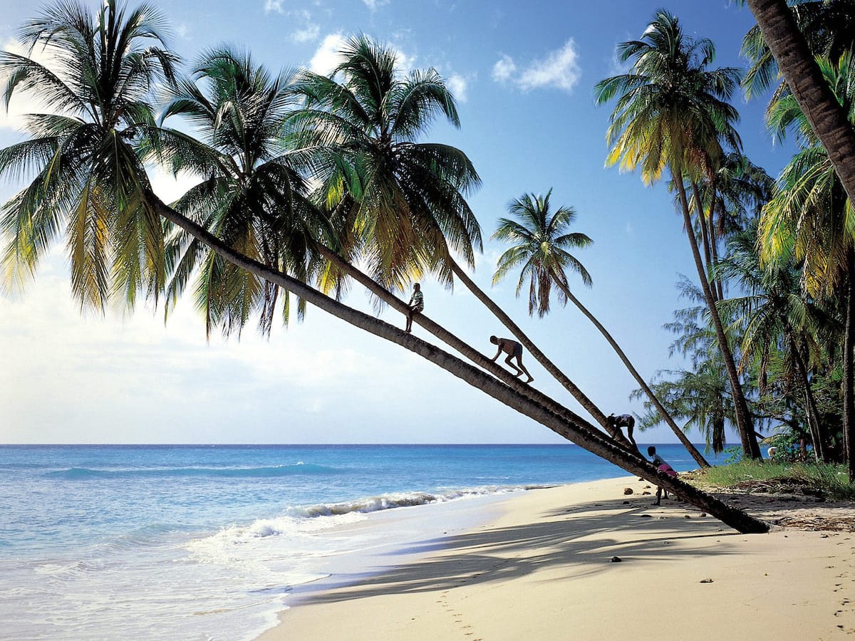 Barbados palms